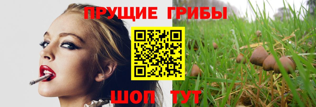 Псилоцибиновые грибы Cubensis Кувандык